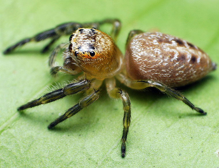 Opisthoncus mordax