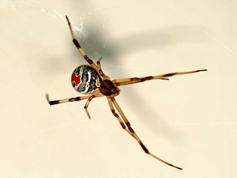 Latrodectus hasselti Red Back Spider