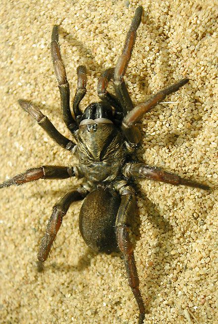 Idiopidae Trapdoor Spiders