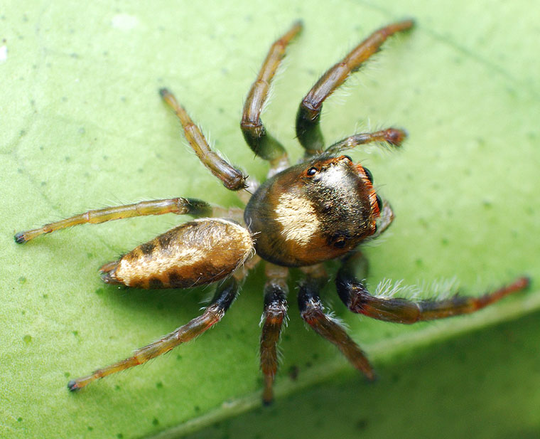 Opisthoncus mordax