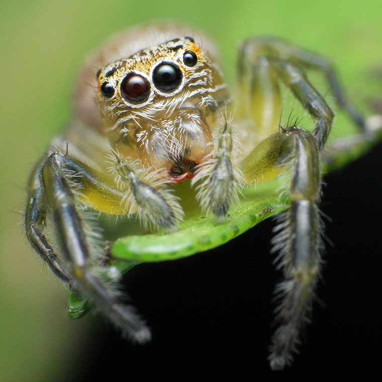 Opisthoncus mordax