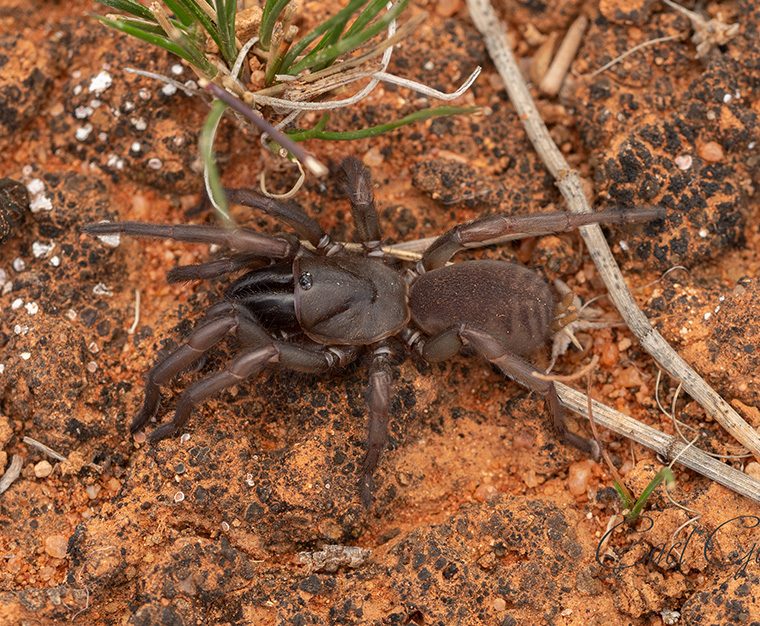 Dusky Wishbone Spider (cf Hesperonatalius sp.), Barmera SA, 20mm