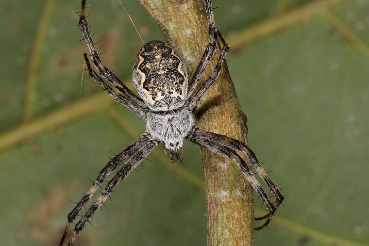 Argiope mascordi