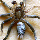 Gnaphosid Spider