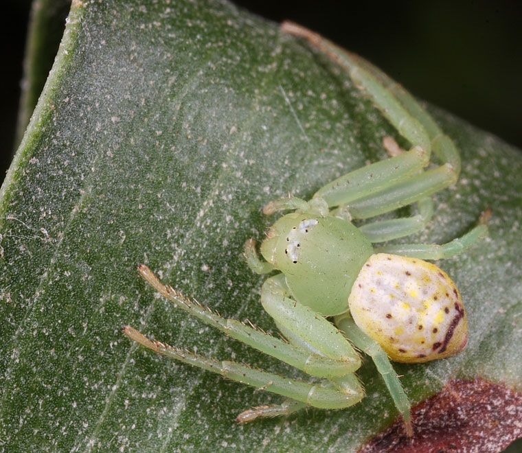 Diaea evanida