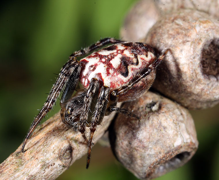 Araneus eburnus