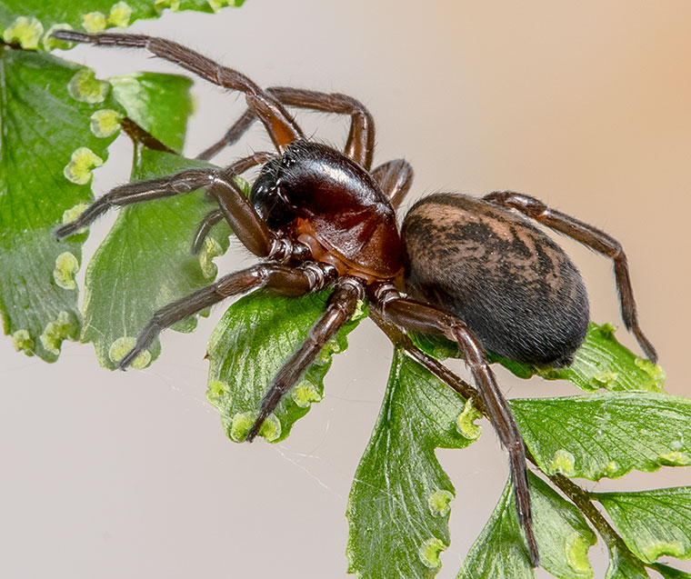 Amphinectid