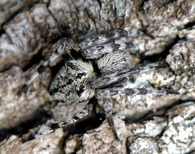 Eriophora transmarina Garden Orb Weaver