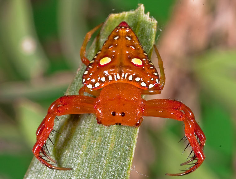 Arky lancearius