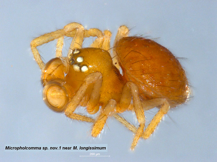 Micropholcommatidae