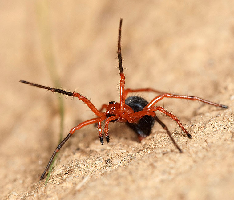 Nicodamus peregrinus
