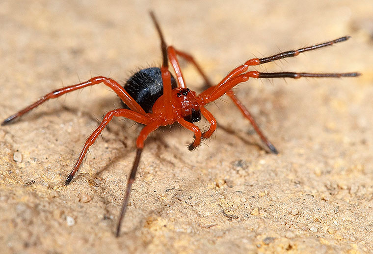 Nicodamus peregrinus