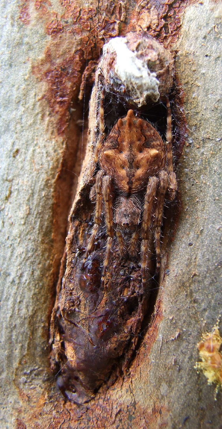 Eriophora pustulosa