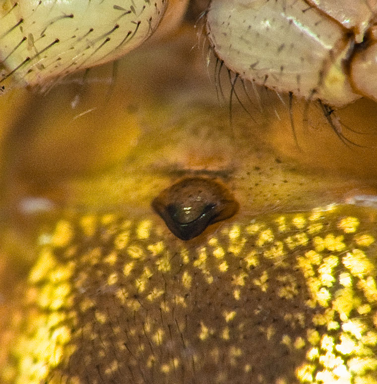 Neoscona sp.  Araneus inustus