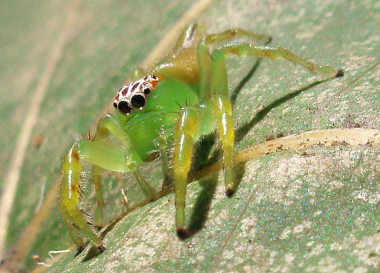 Mopsus mormon Northern Green Jumping Spider