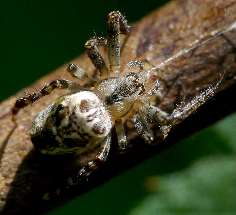 Eriophora sp