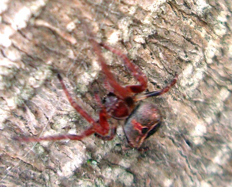 Araneus arenaceus