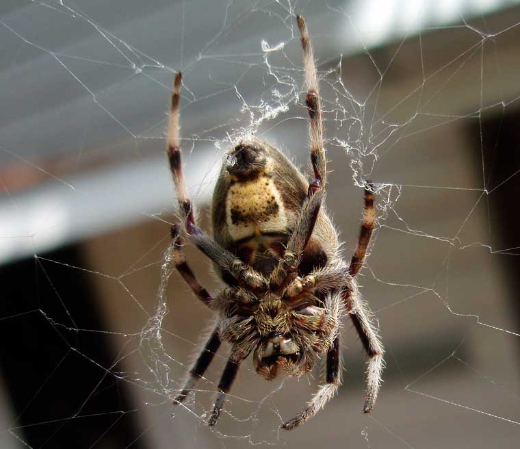 Eriophora transmarina Garden Orb Weaver