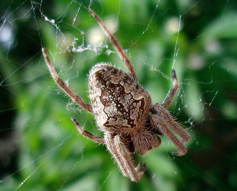 Eriophora transmarina Garden Orb Weaver