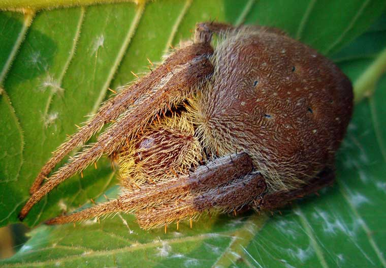 Eriophora Transmarina Keyserling 1865 Garden Orb Weaver