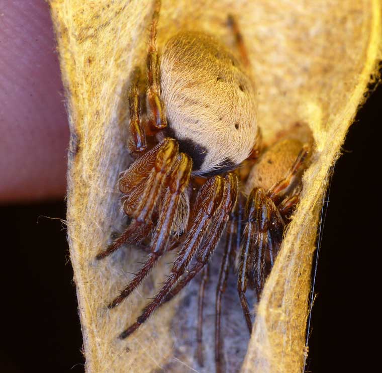 Araneus dimidiatus