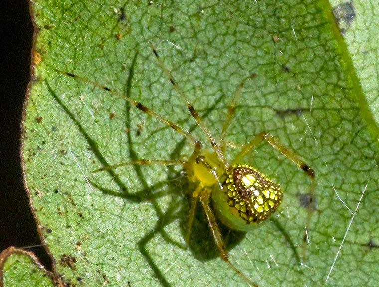 Thwaitesia argentiopunctata