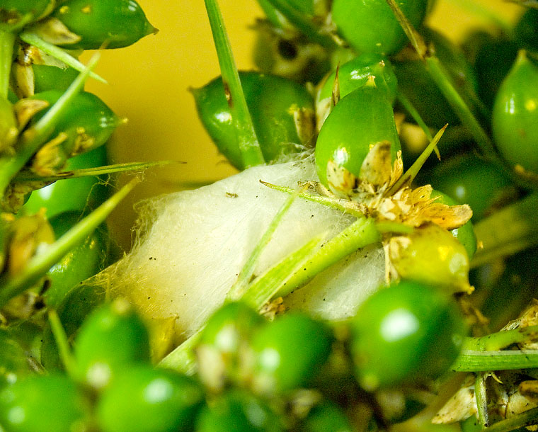Lycidas egg sac in Lomandra fruit