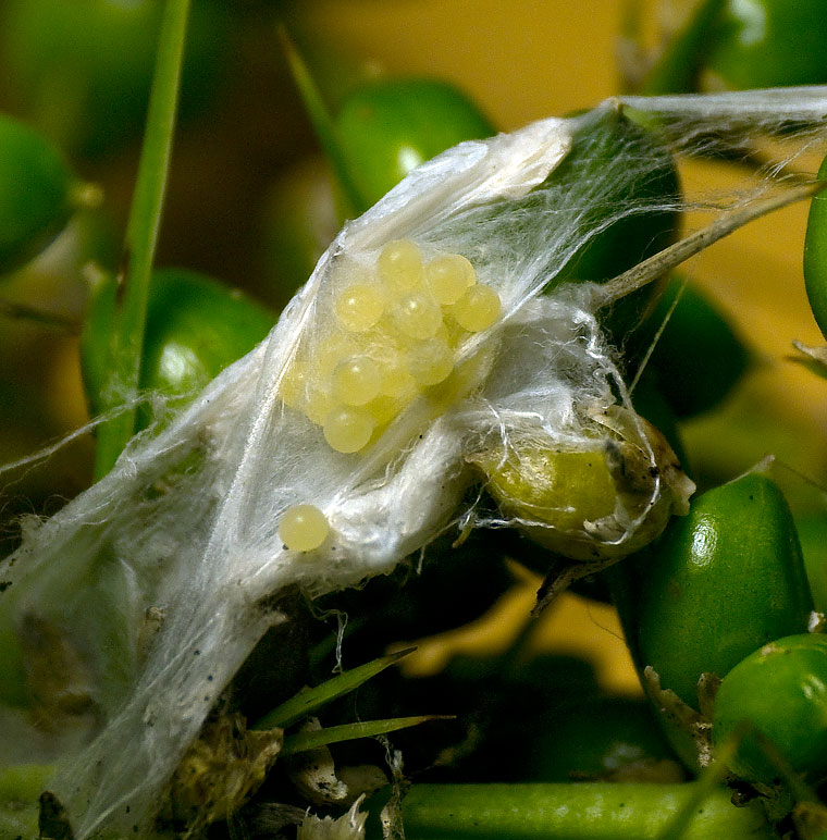 Lycidas egg sac in Lomandra fruit