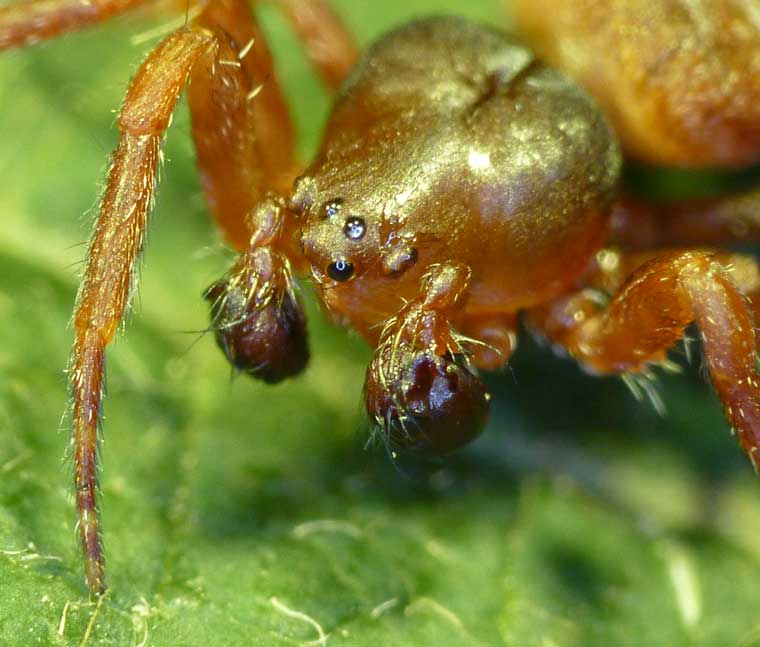 Cyrtophora exanthematica male