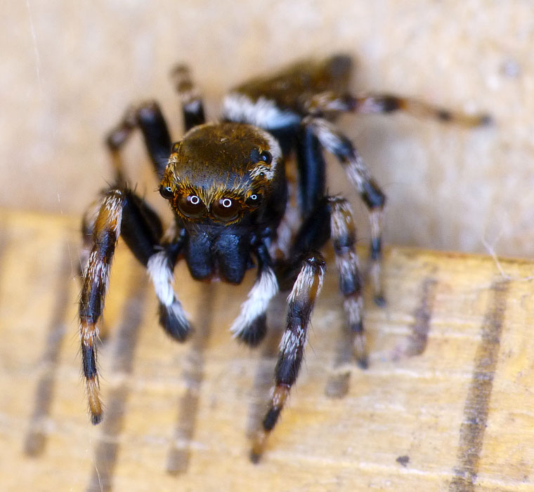 Hypoblemum albovittatum