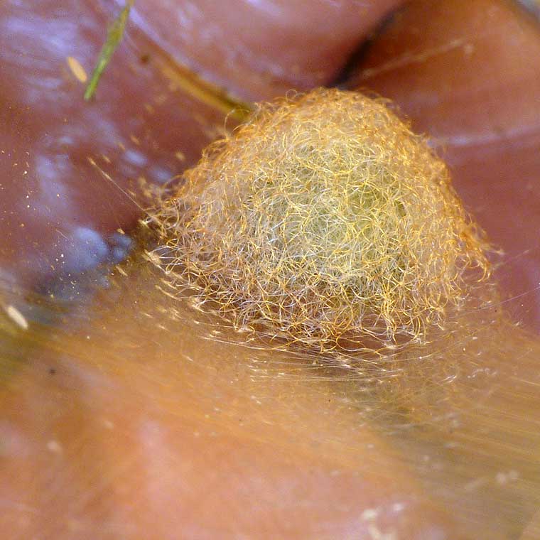 Novakiella trituberculosa