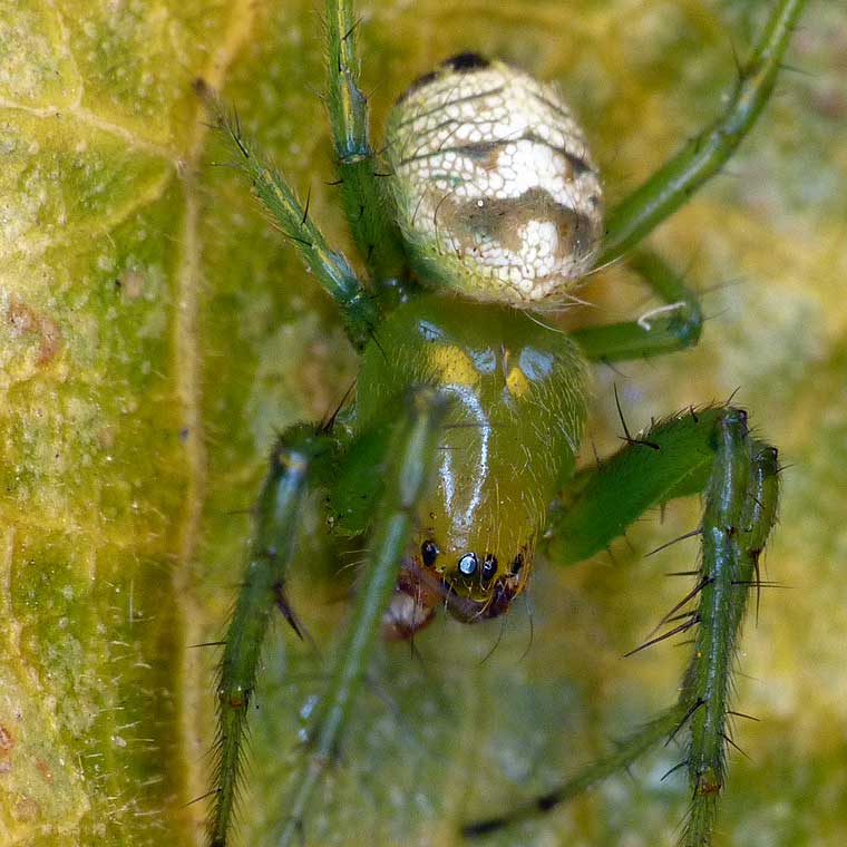 Spider > Salticidae > Zenodorus orbiculatus (Salticid Ant Eater)