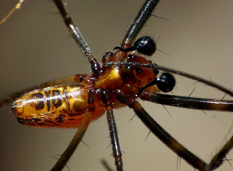 Nephila plumipes