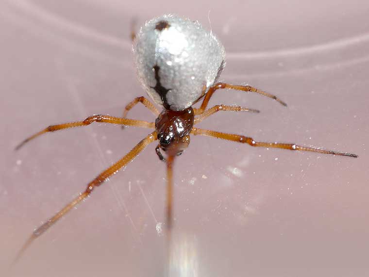 Argyrodes antipodianus