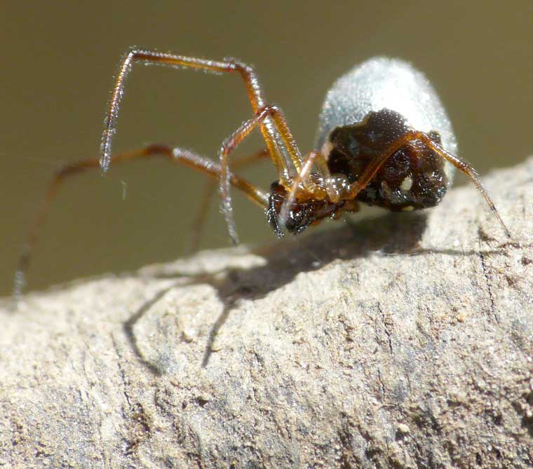 Argyrodes antipodianus