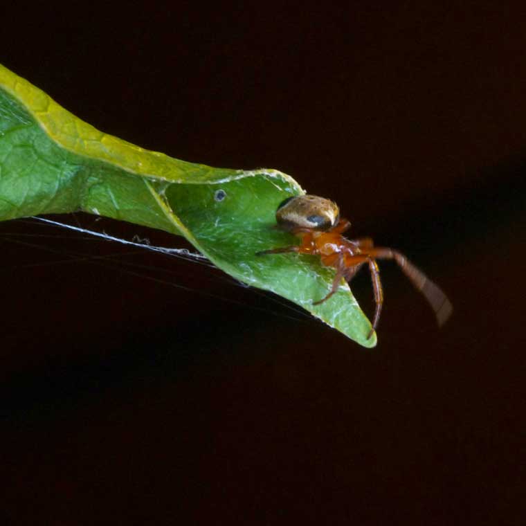 Araneus species