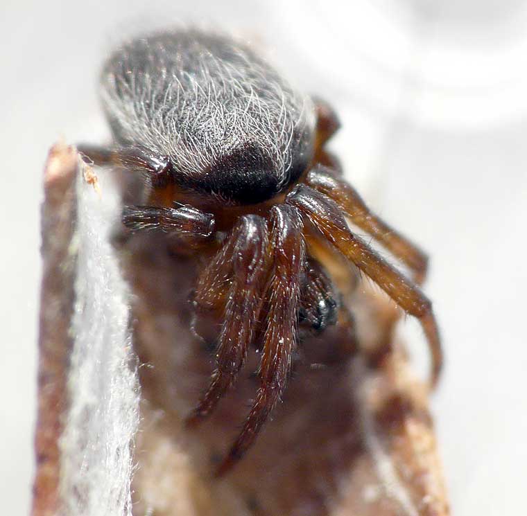 Araneus dimidiatus