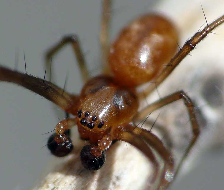 Nephila plumipes