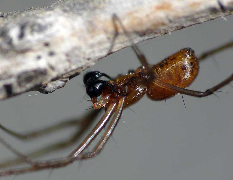 Nephila plumipes