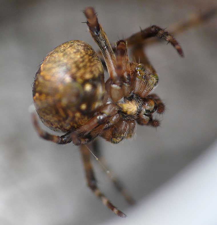 Araneus collinus