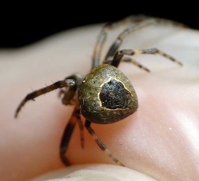 Araneus collinus