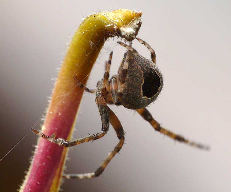 Araneus collinus