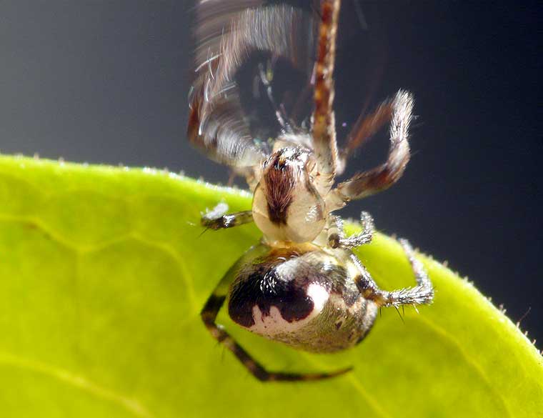 Araneus eburnus