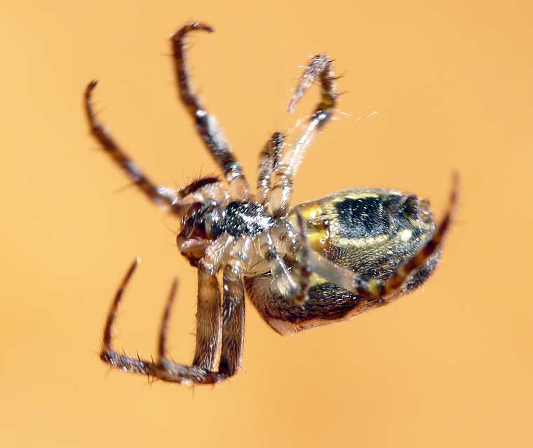 Araneus eburnus