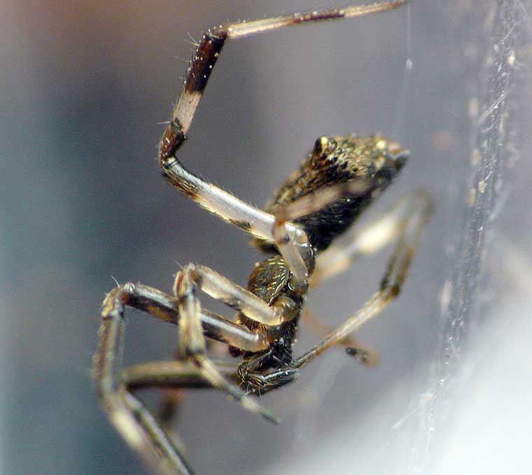 Episinus bicornis?