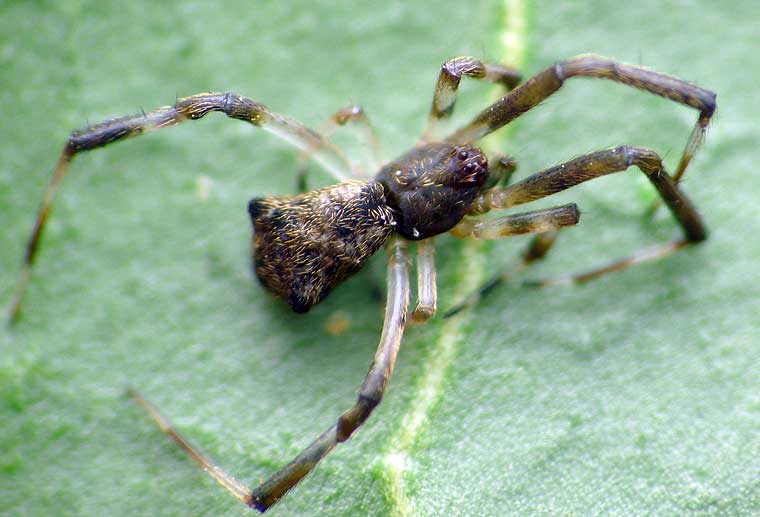 Episinus bicornis?