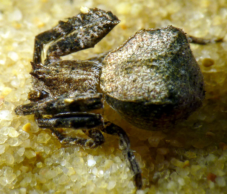 Borborpactus or Stephanopis