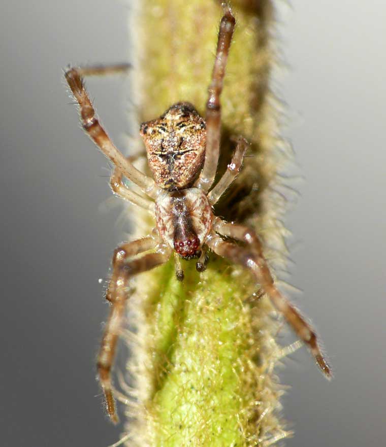 Episinus sp