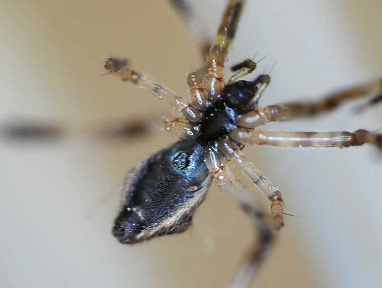 Episinus sp