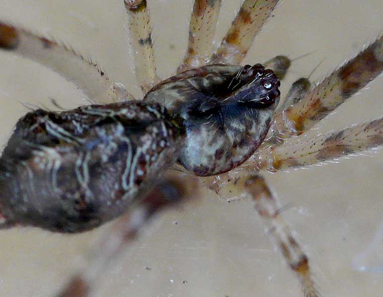 Episinus sp